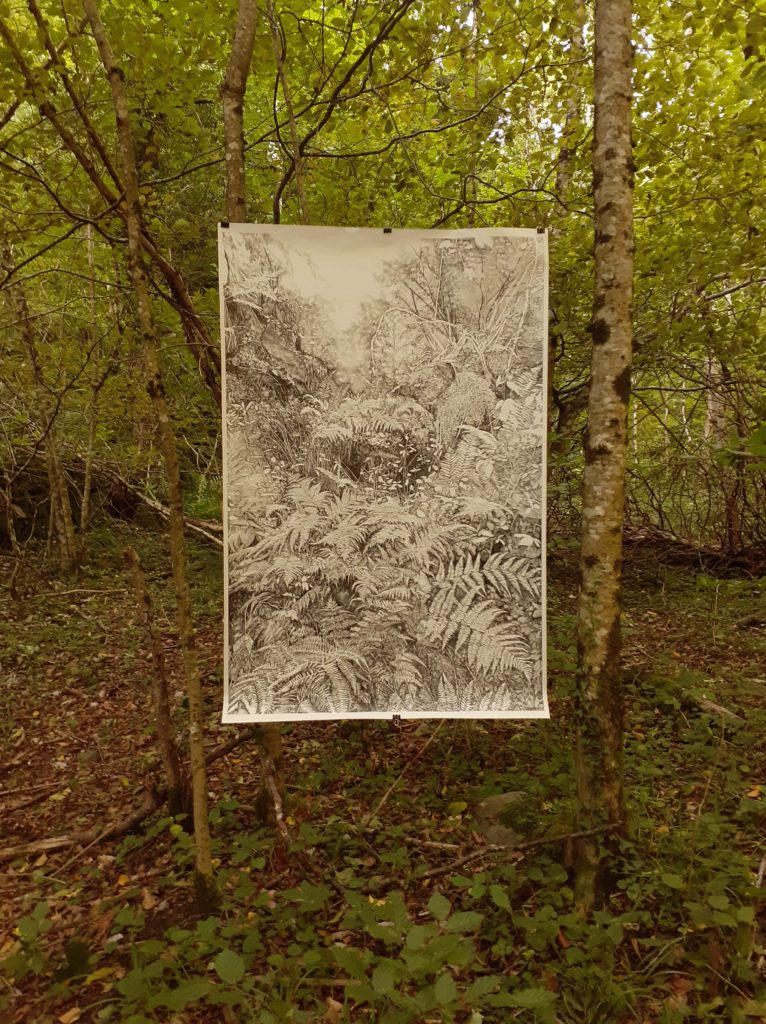 Henninger, Urwald, Simmonswald, Naturverbundenheit, Emmanuel, Henninger, Schwarzwald, Biodiversität, Farne, Zeichnung, Künst, Wälder, Bergen, Germany, Art, collection, sammlung, tusche, kunst, art, france
