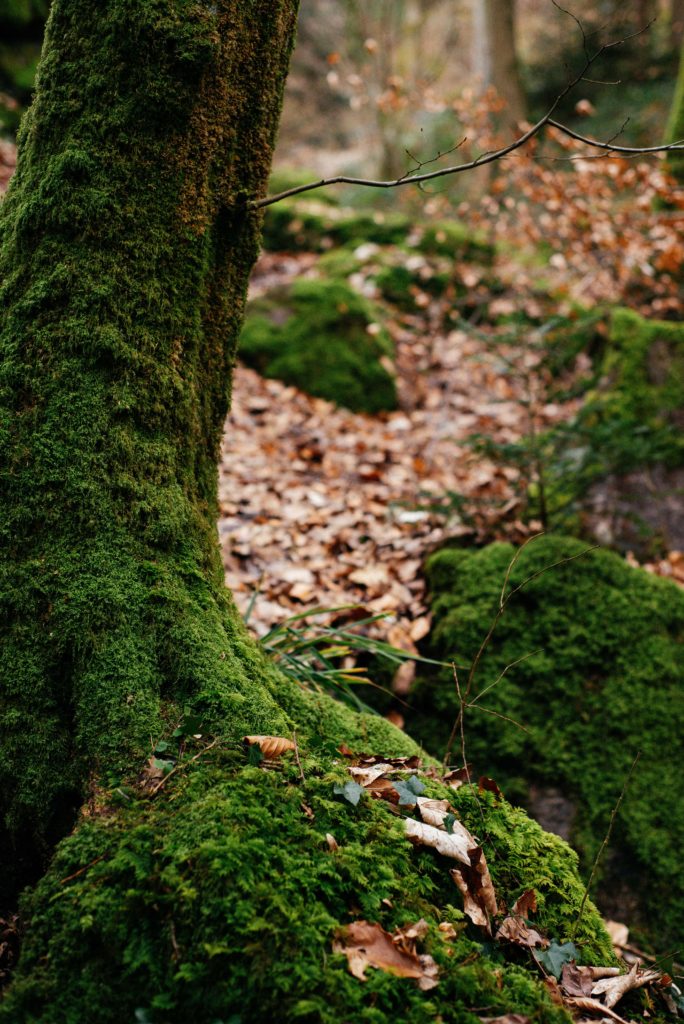 Oliver Kramer, Kramer, foto, Natur, Landschaften, Umwelt, Deutschland, Kunst, Art, Freiburg