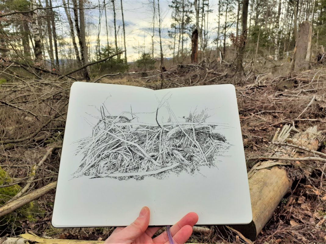 Emmanuel, Henninger, Landscape, Nature, Art, Drawings, Emmanuel Henninger, Art, French, Forest, Black and White, Ink, Territories, Contemporary art, Jungle, MDI, Mount Desert Island, Emmanuelhenninger, emmanuel, Henninger, art, drawing, notebook, skizzbook, book, draw, drawer, french, artist, mulhouse, france, usa, wood, forest, arte, blackforest