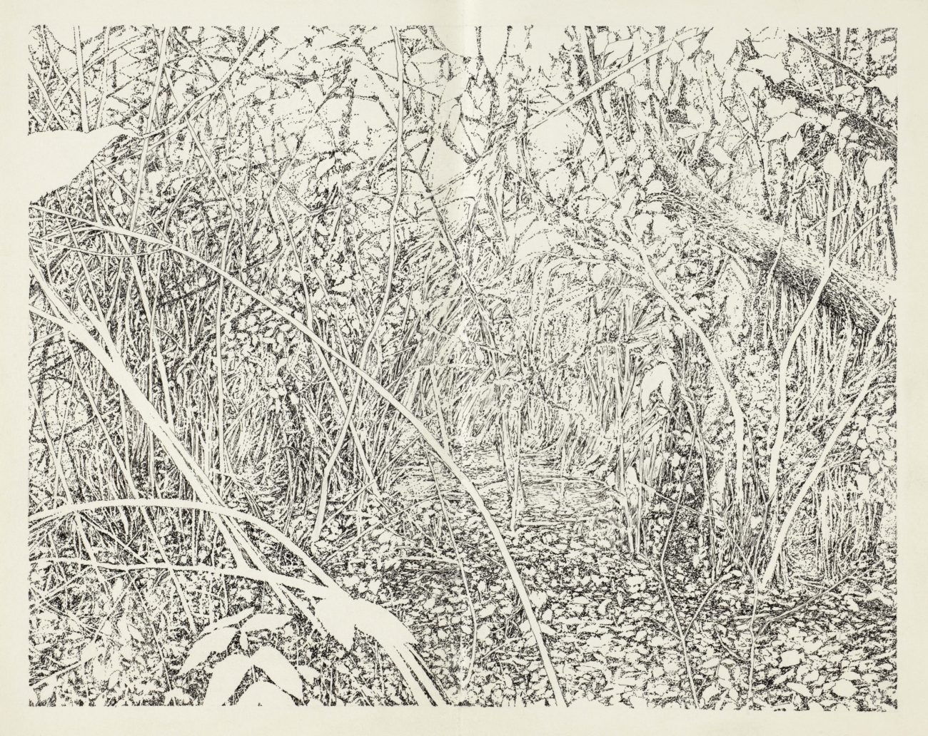 Emmanuel Henninger, Art, French, Forest, Black and White, Ink, Territories, Contemporary art, Jungle, MDI, Mount Desert Island, Emmanuelhenninger, emmanuel, Henninger, art, drawing, notebook, skizzbook, book, draw, drawer, french, artist, mulhouse, france, usa, wood, forest, arte