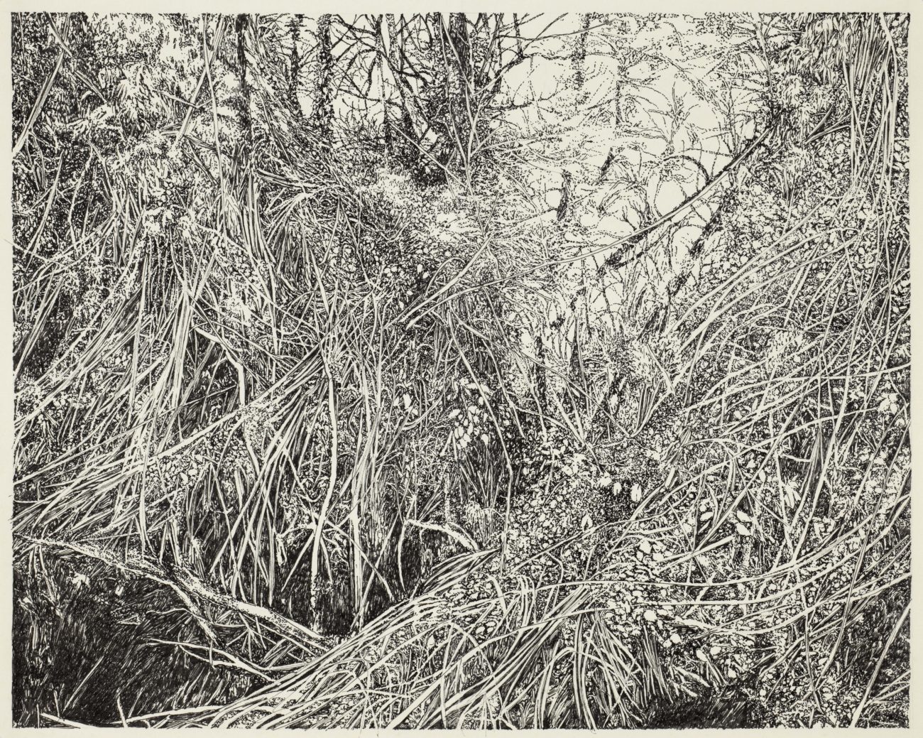 Emmanuel Henninger, Art, French, Forest, Black and White, Ink, Territories, Contemporary art, Jungle, MDI, Mount Desert Island, Emmanuelhenninger, emmanuel, Henninger, art, drawing, notebook, skizzbook, book, draw, drawer, french, artist, mulhouse, france, usa, wood, forest, arte