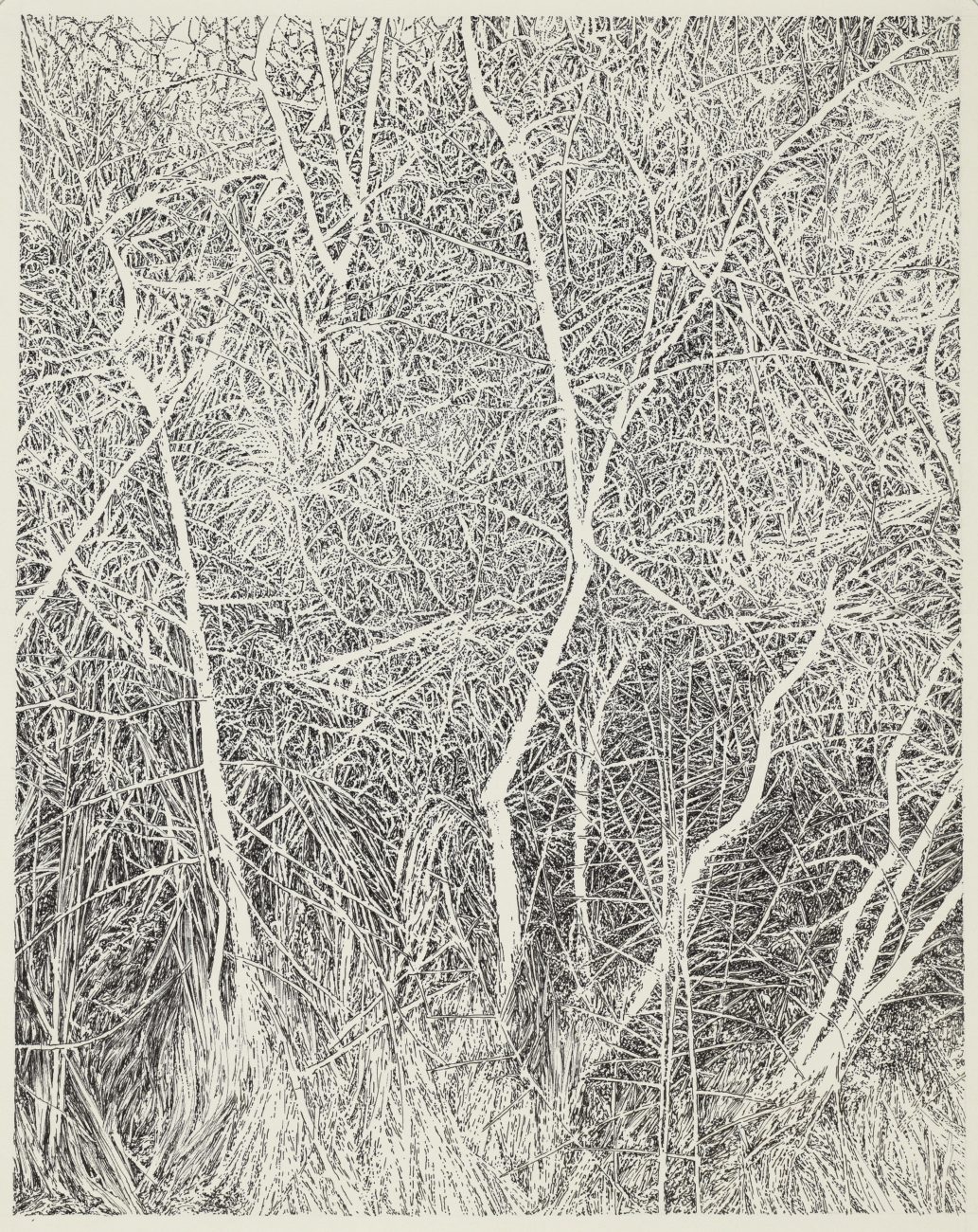 Cospudenersee, forêt, art, dessin, allemagne, henninger, emmanuel, artiste, paysage, portrait