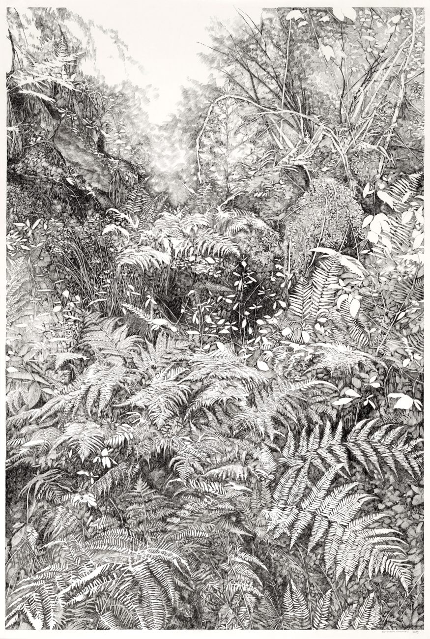 Urwald, rainforest, france, art, artist, drawing, henninger