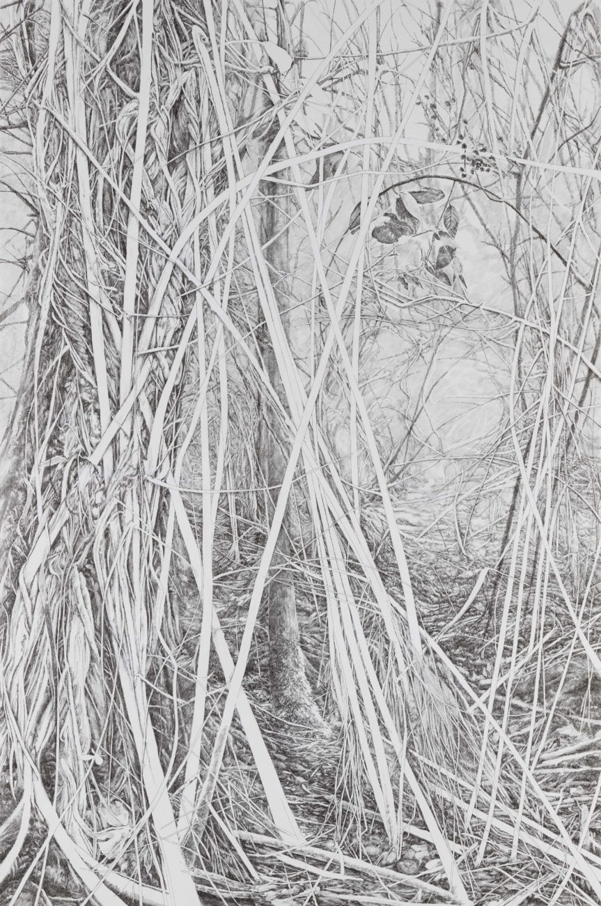 SILVA, VOCAT, Art, drawing, emmanuel Henninger, France, black, white, landscapes, forest