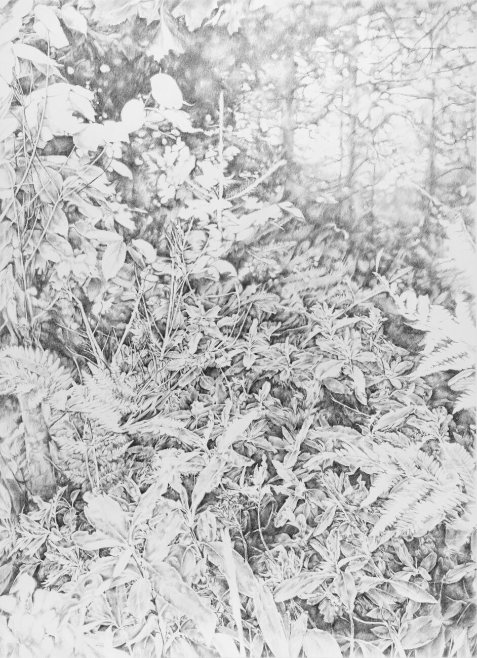 Zeichnung, ink, wald, forest, emmanuel Henninger, kanada