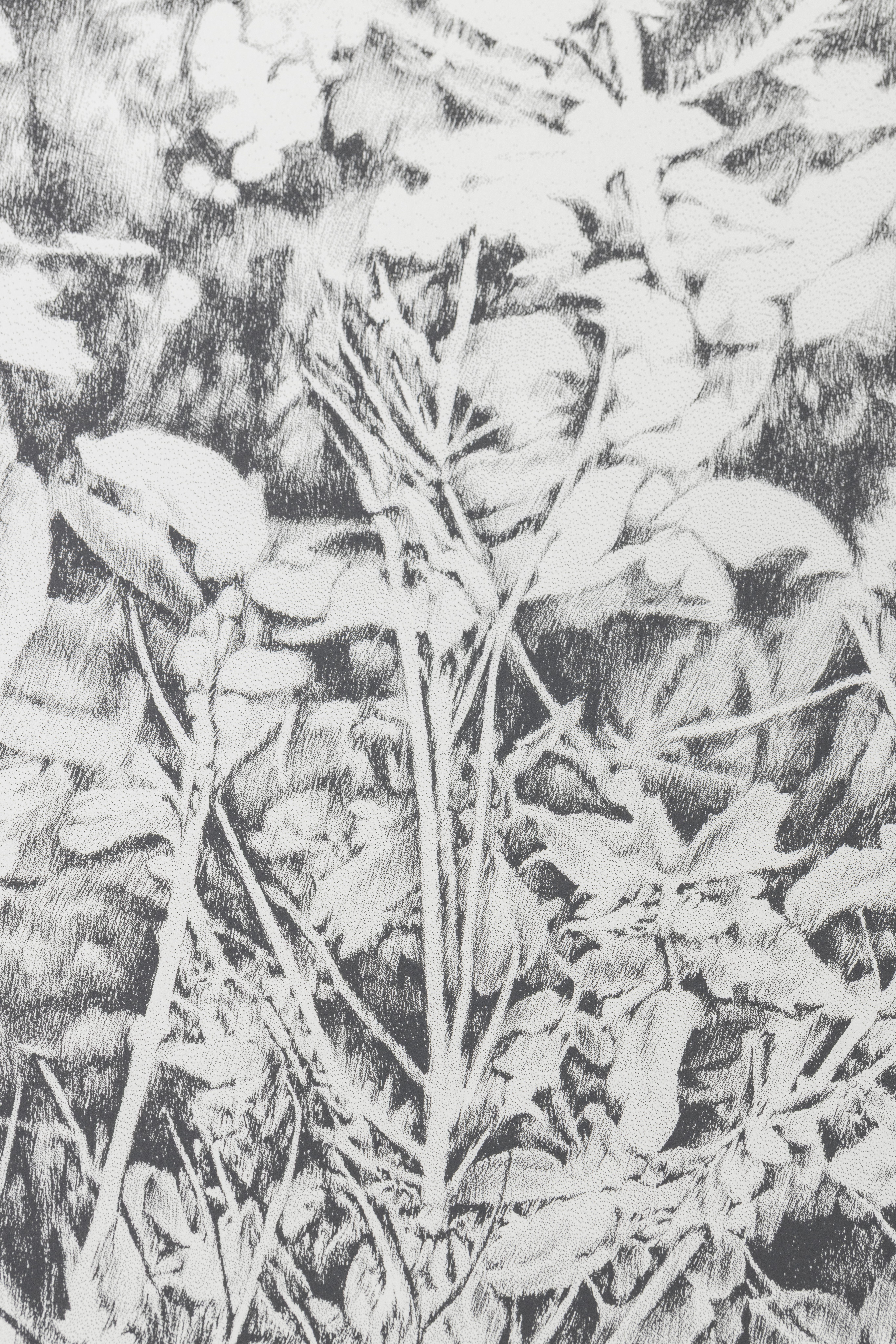 Siebdruck, art, kunst, henninger, elsass, frankreich, wald, zeichnen, zeichnung