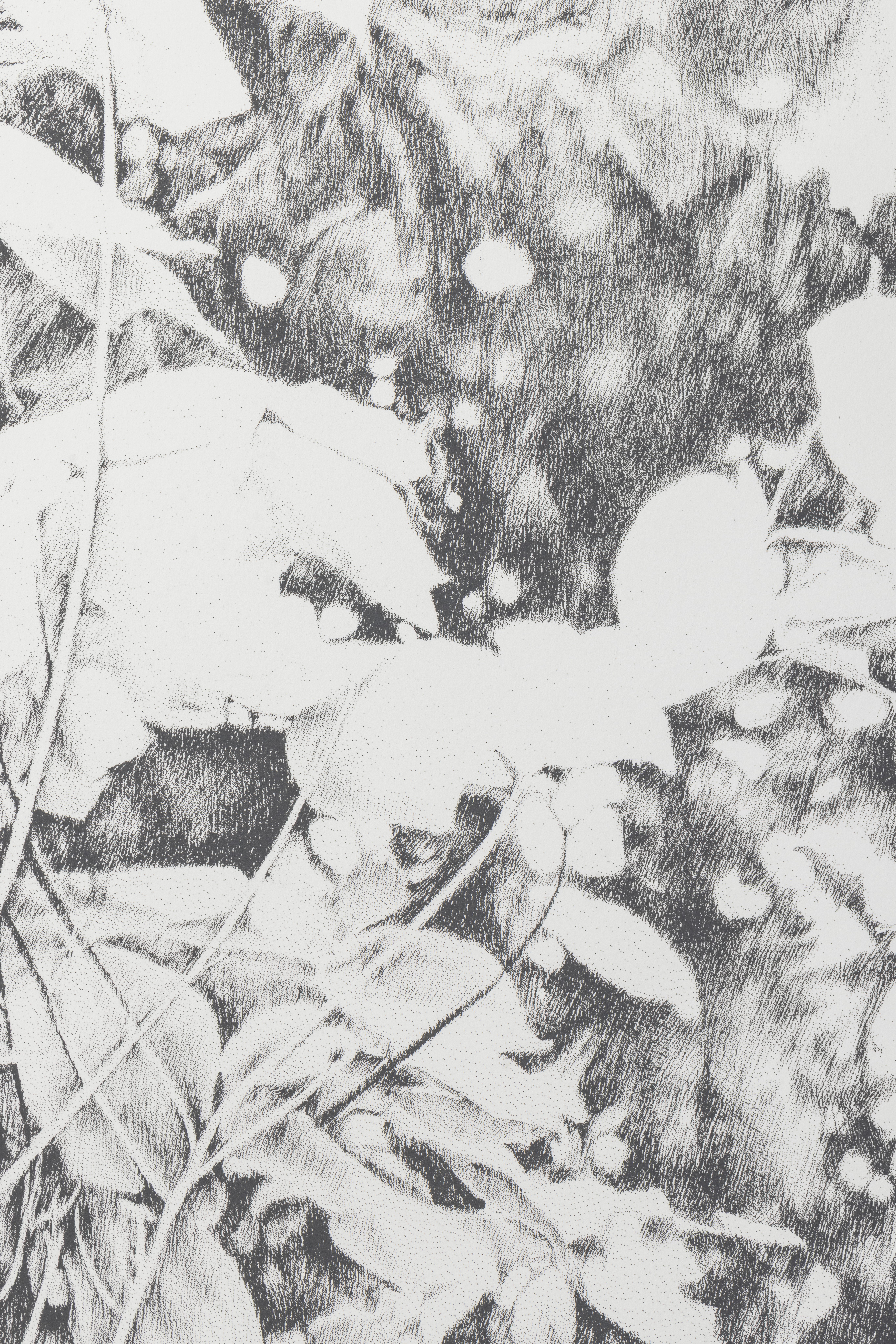 Siebdruck, art, kunst, henninger, elsass, frankreich, wald, zeichnen, zeichnung