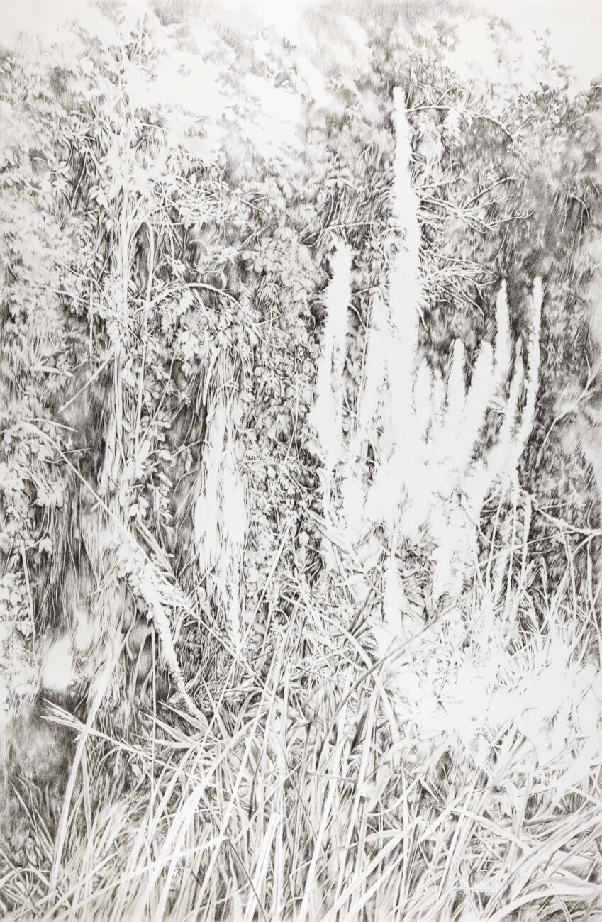 Emmanuel, Henninger, Schwarzwald, Biodiversität, Farne, Zeichnung, Künst, Wälder, Bergen, Germany, Art