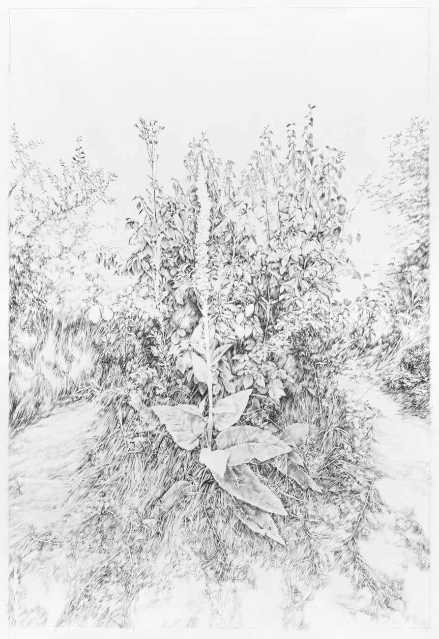 Emmanuel, Henninger, Schwarzwald, Biodiversität, Farne, Zeichnung, Künst, Wälder, Bergen, Germany, Art