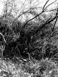 Forêt de Montenach
2019