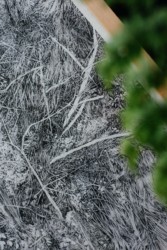 "Somnambulistic Forest" (détail)
Encre de Chine sur papier
40 x 60 cm
2020 Emmanuel Henninger, Art, draw, landscape, Oliver Kramer germany