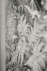 Exposition Botanica - Détail : Urwald von morgen