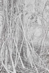 SILVA VOCAT – Tinte auf Vinci papier – 80 x 120 cm, 2022