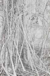 SILVA VOCAT – Tinte auf Vinci papier – 80 x 120 cm, 2022